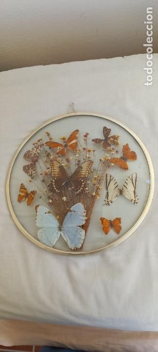 Vintage: CUADRO DE MARIPOSAS Y FLORES DISECADAS ENMARCADAS EN VIDRIO O CRISTAL REDONDO CONVEXO.