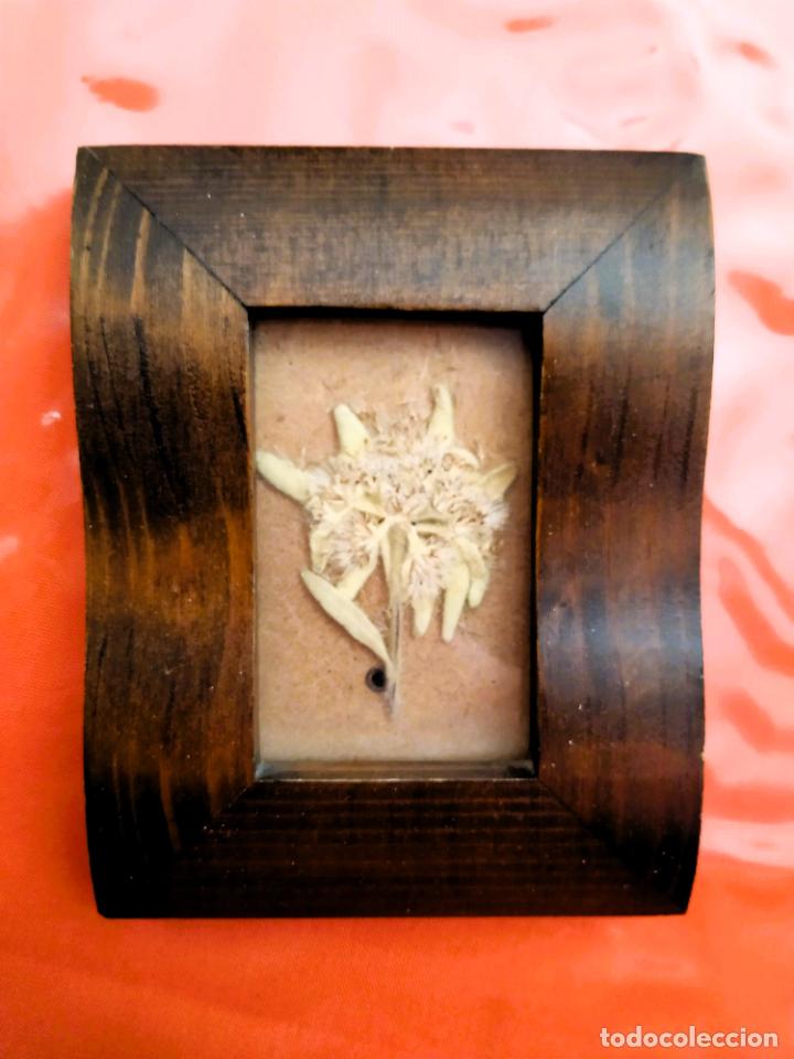 Vintage: Cuadro con FLOR EDELWEISS / FLOR DE LAS NIEVES