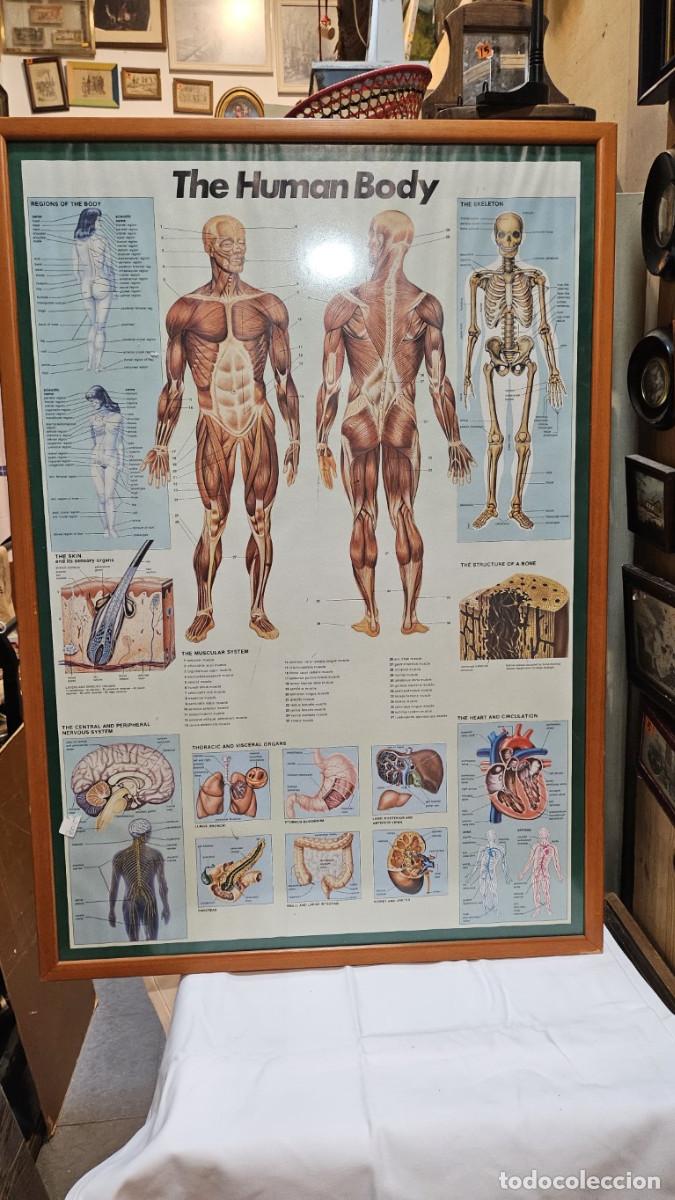 Vintage: cuadro lamina del cuerpo humano - Foto 1
