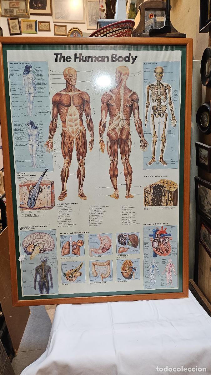 Vintage: cuadro lamina del cuerpo humano - Foto 2
