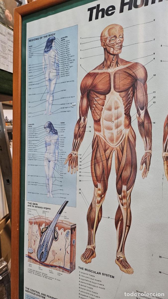 Vintage: cuadro lamina del cuerpo humano - Foto 3