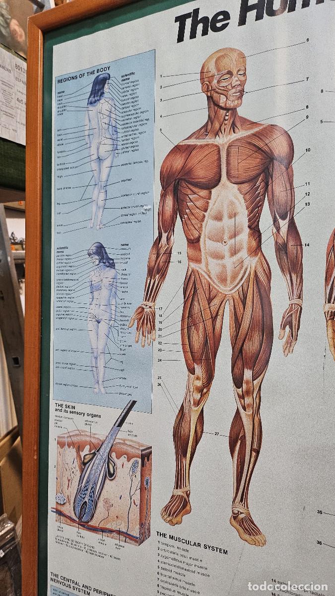 Vintage: cuadro lamina del cuerpo humano - Foto 4