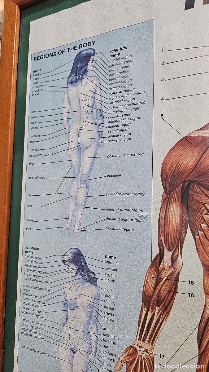 Vintage: cuadro lamina del cuerpo humano - Foto 6