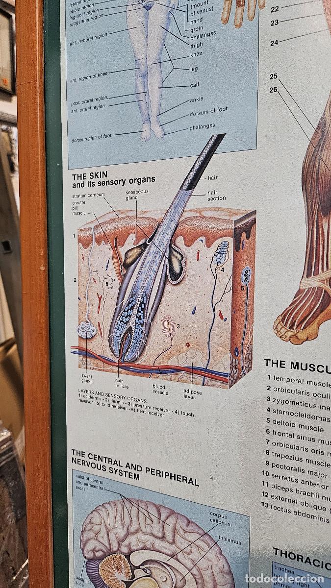 Vintage: cuadro lamina del cuerpo humano - Foto 8