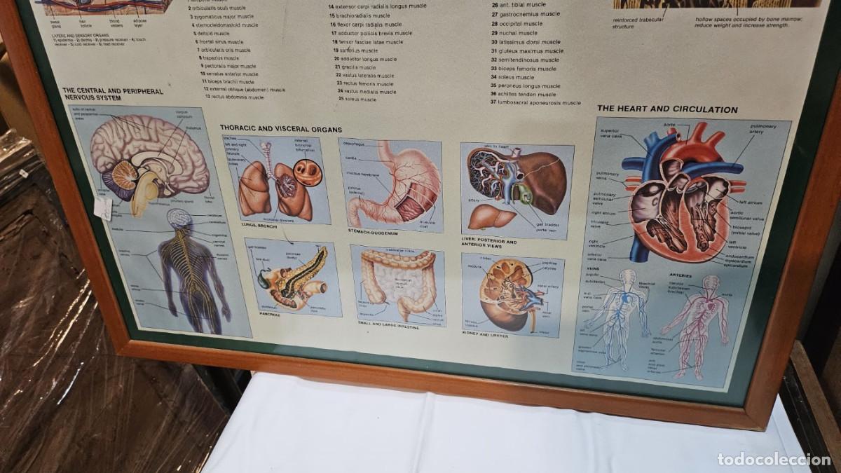 Vintage: cuadro lamina del cuerpo humano - Foto 9
