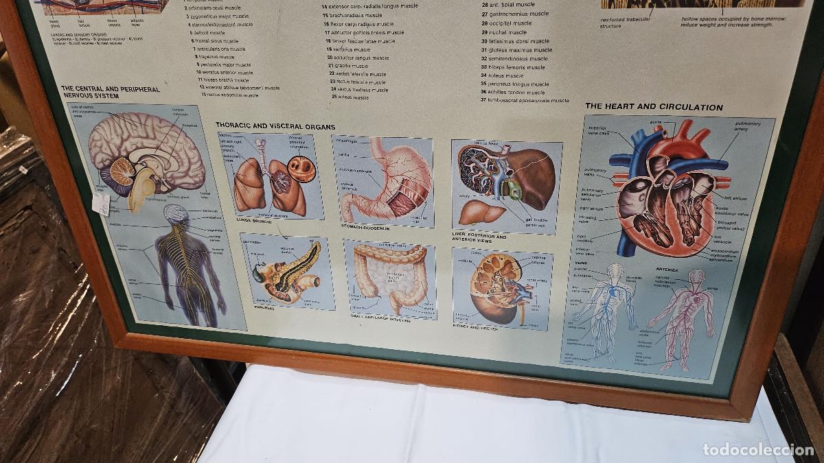 Vintage: cuadro lamina del cuerpo humano - Foto 10