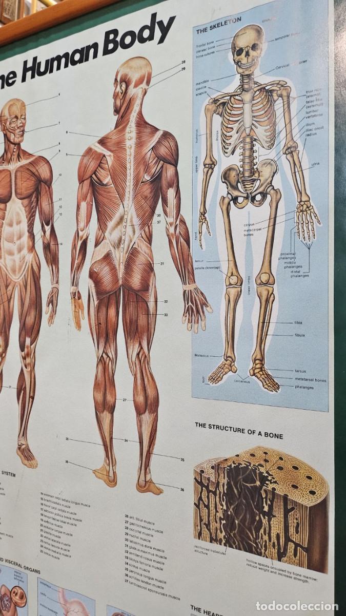 Vintage: cuadro lamina del cuerpo humano - Foto 11