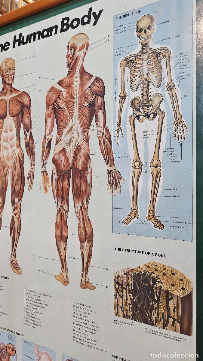 Vintage: cuadro lamina del cuerpo humano - Foto 12