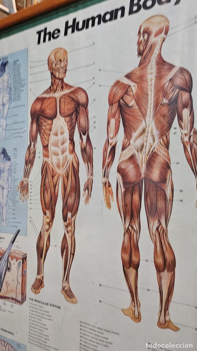 Vintage: cuadro lamina del cuerpo humano - Foto 13