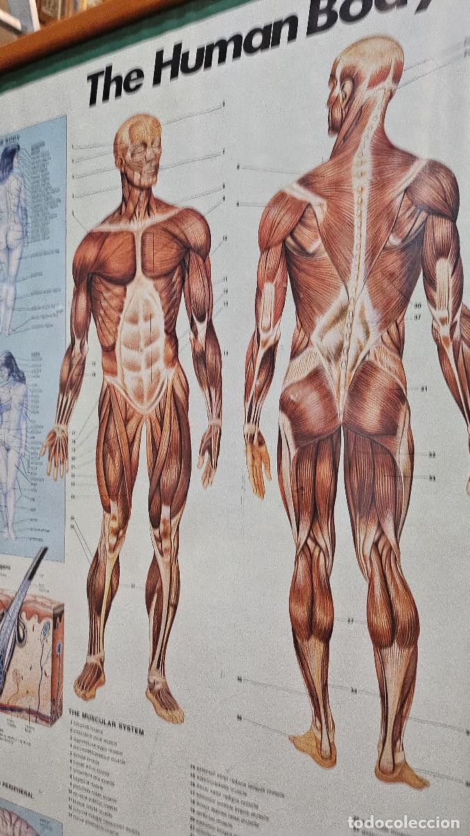 Vintage: cuadro lamina del cuerpo humano - Foto 14