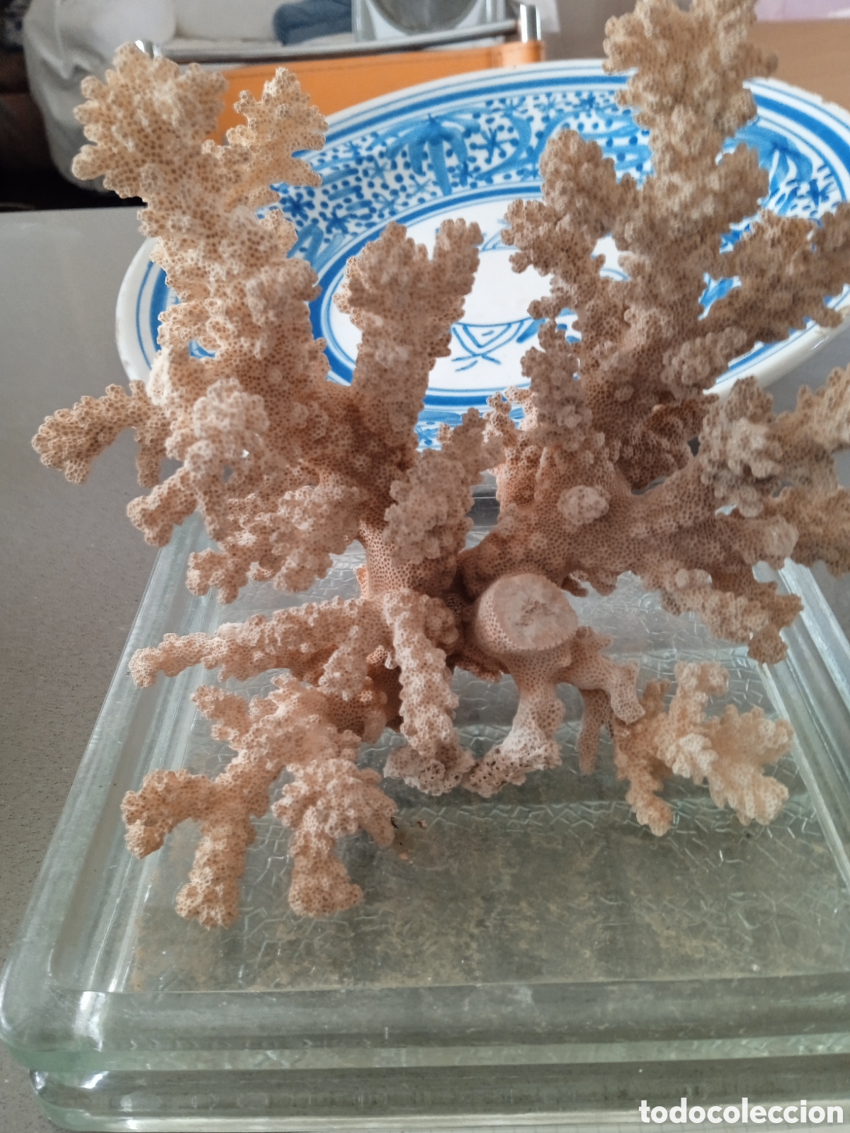 Vintage: Coral blanco a&ntilde;os 60