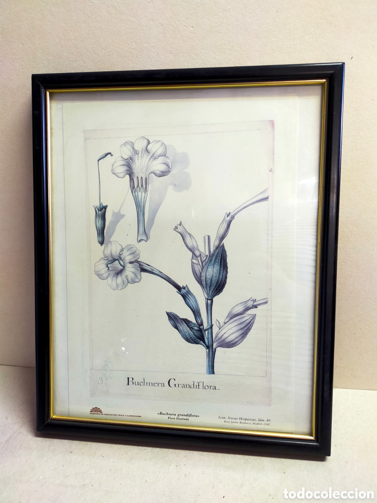 Vintage: LAMINA VEGETAL BUCHNERA CRANDIFLORA ENMARCADO.