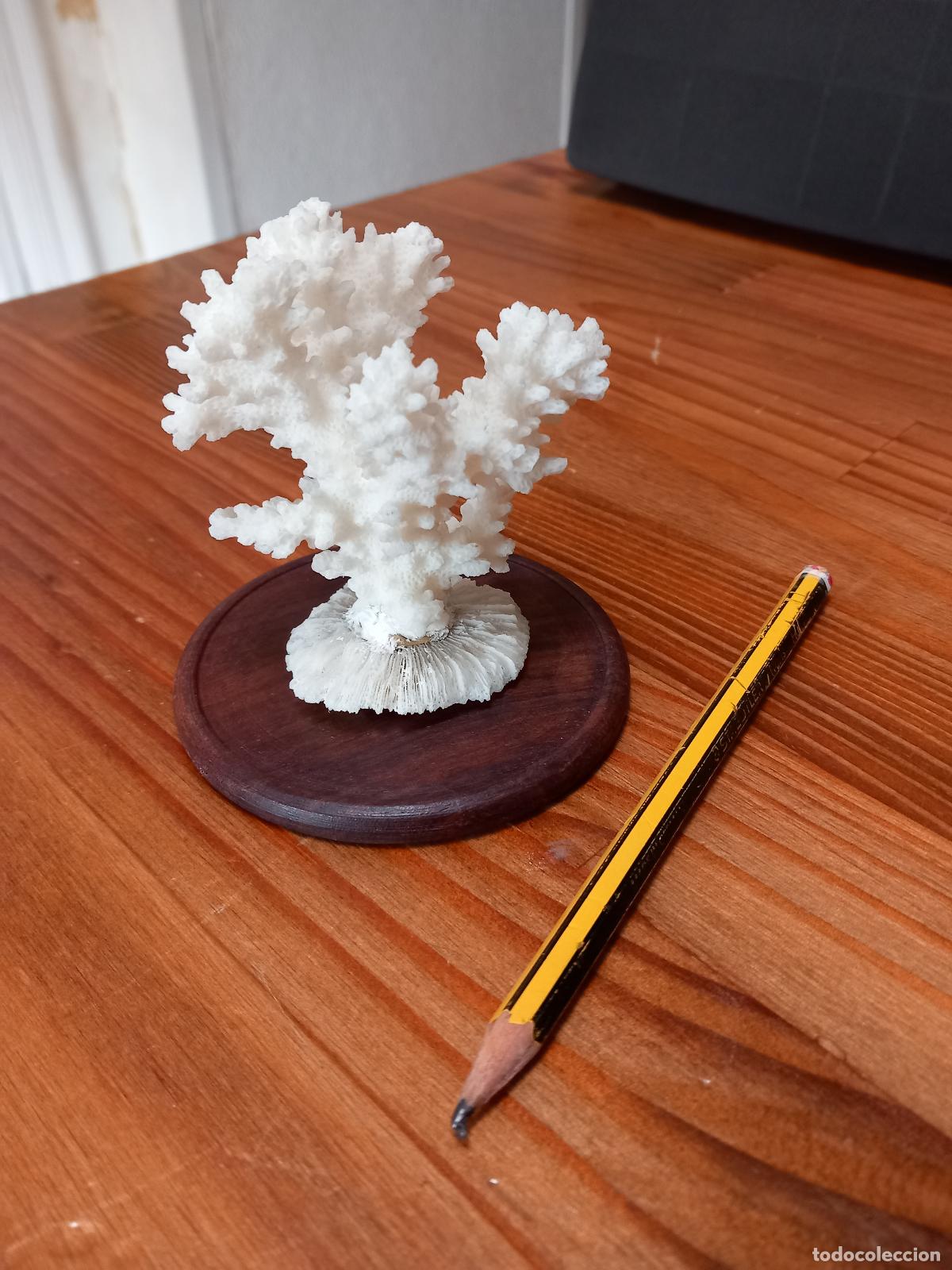 Vintage: - Rama de Coral Blanco con base de Coral Fungia y peana en madera torneada de caoba. 8,5cm, altura.