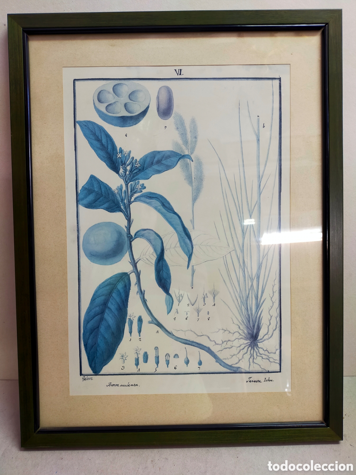 Vintage: LAMINA VEGETAL O BOTANICA. EN MARCO DE MADERA VERDE.