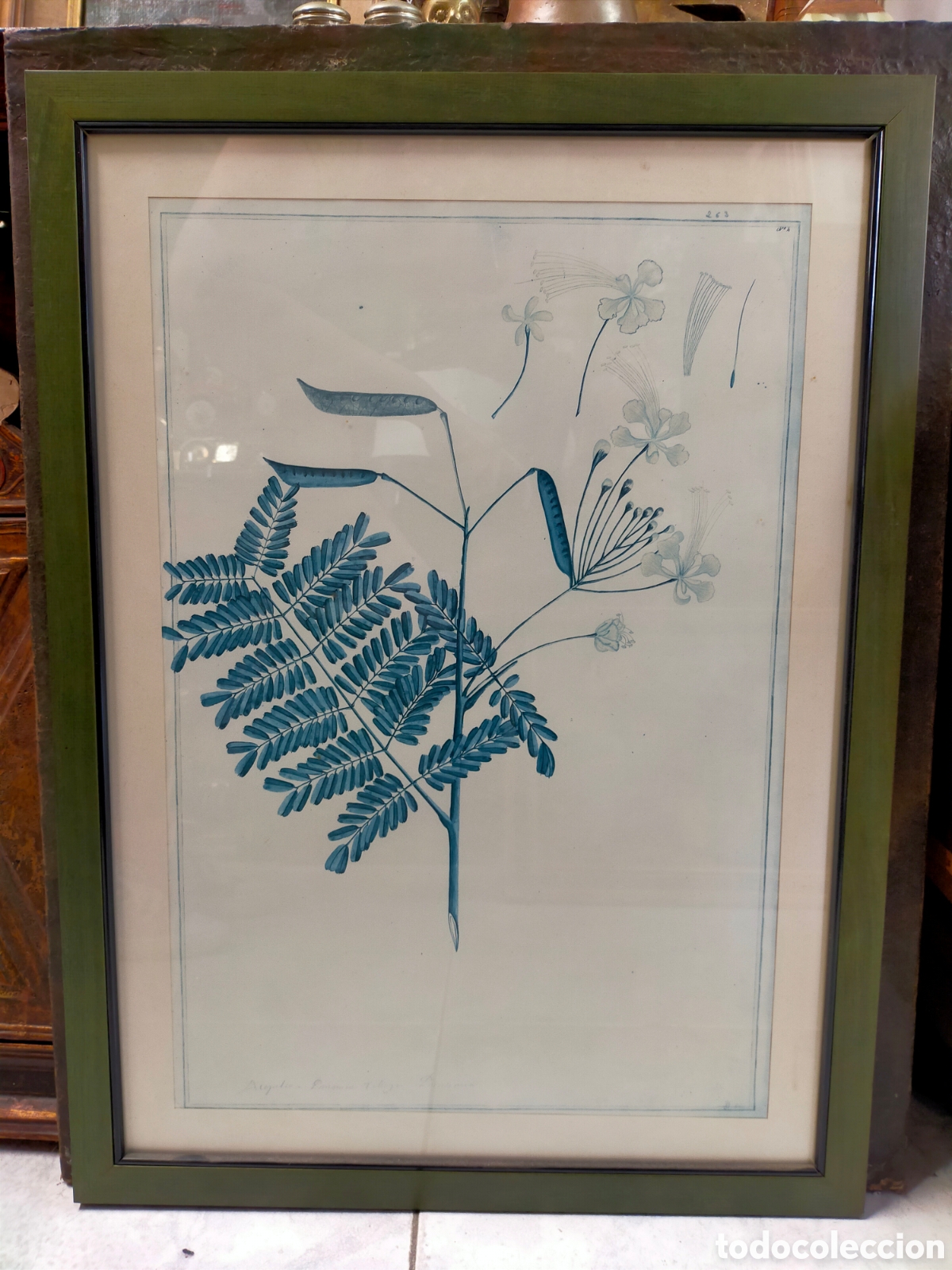 Vintage: LAMINA VEGETAL O BOTANICA. EN MARCO DE MADERA VERDE.