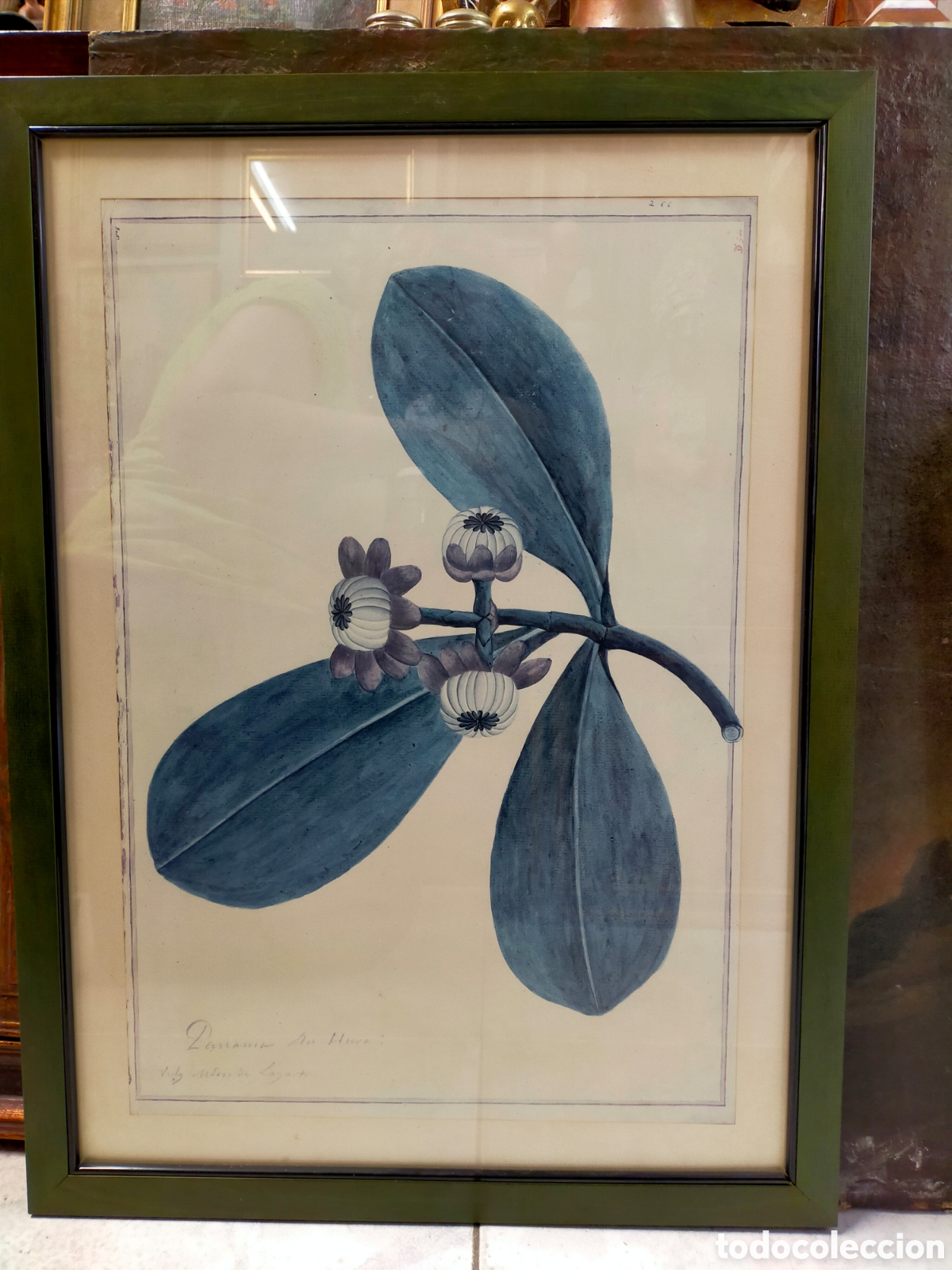 Vintage: LAMINA VEGETAL O BOTANICA. EN MARCO DE MADERA VERDE.