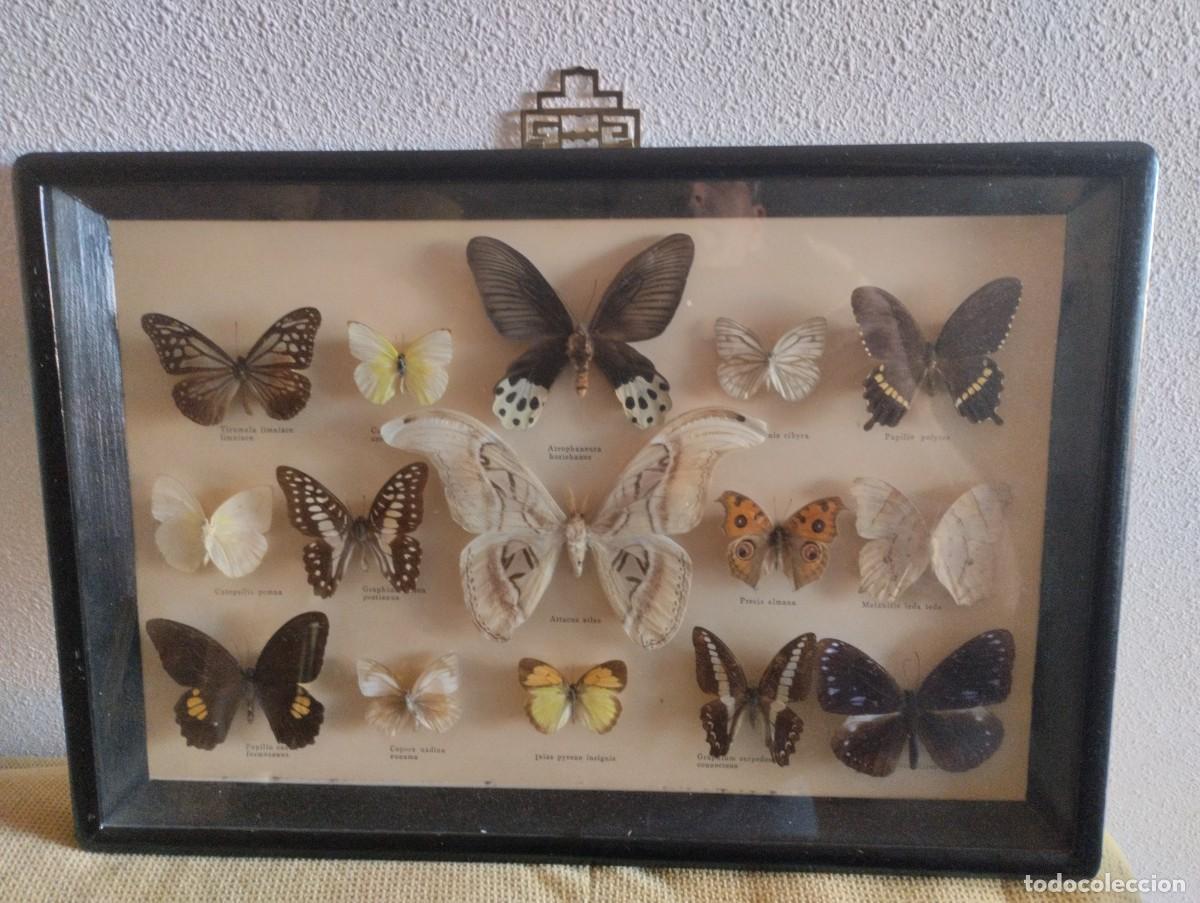 Vintage: Cuadro antiguo Mariposas - Foto 1