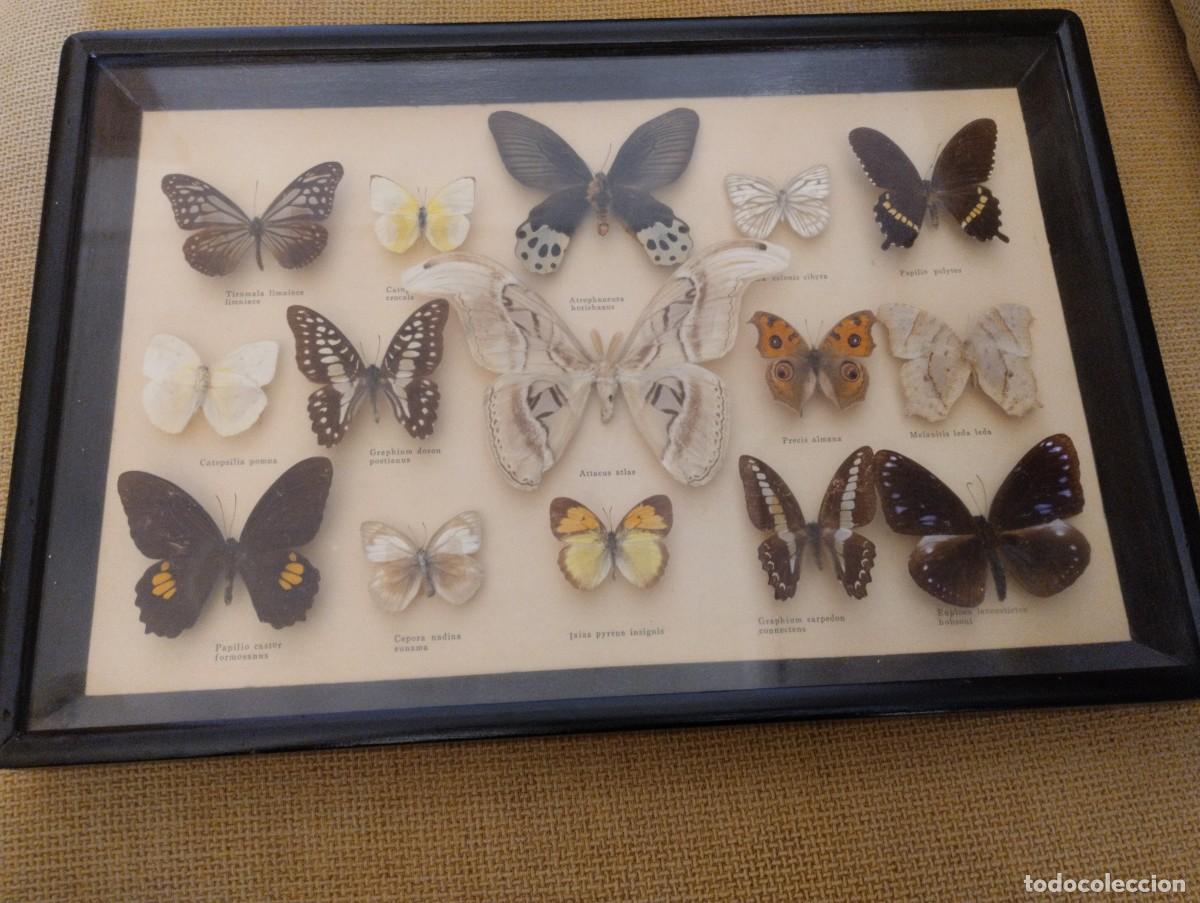 Vintage: Cuadro antiguo Mariposas - Foto 3
