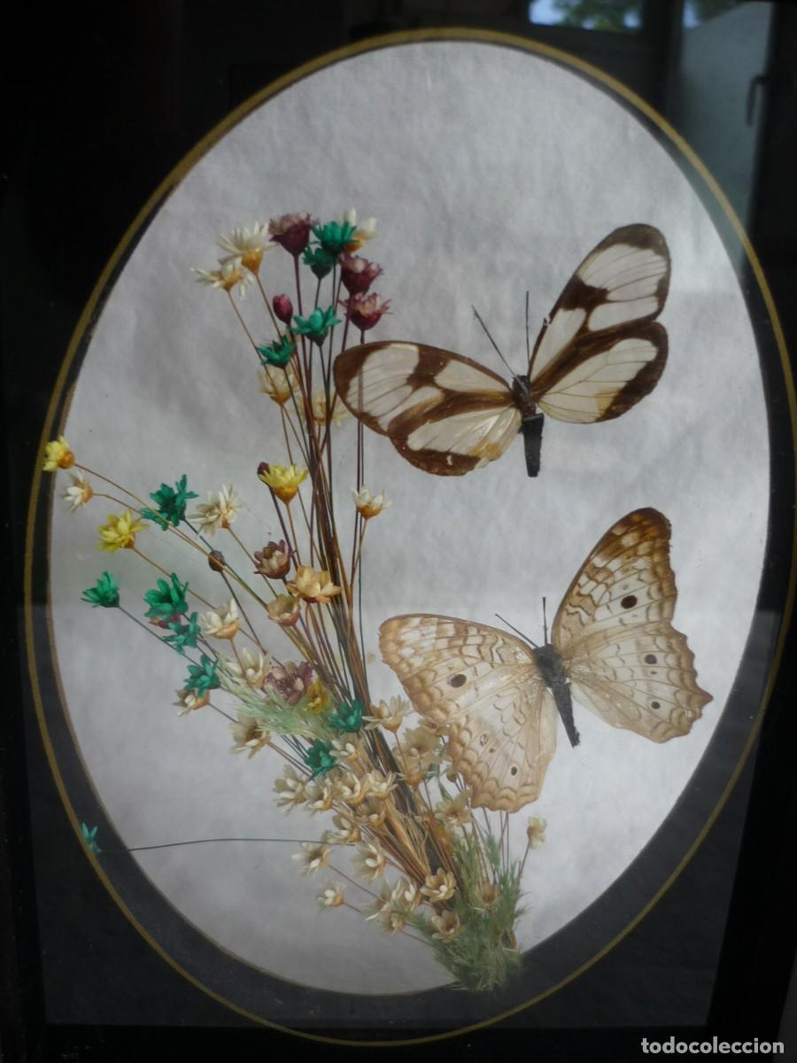 Vintage: Cuadro de mariposas y flores secas de Brasil - Foto 4