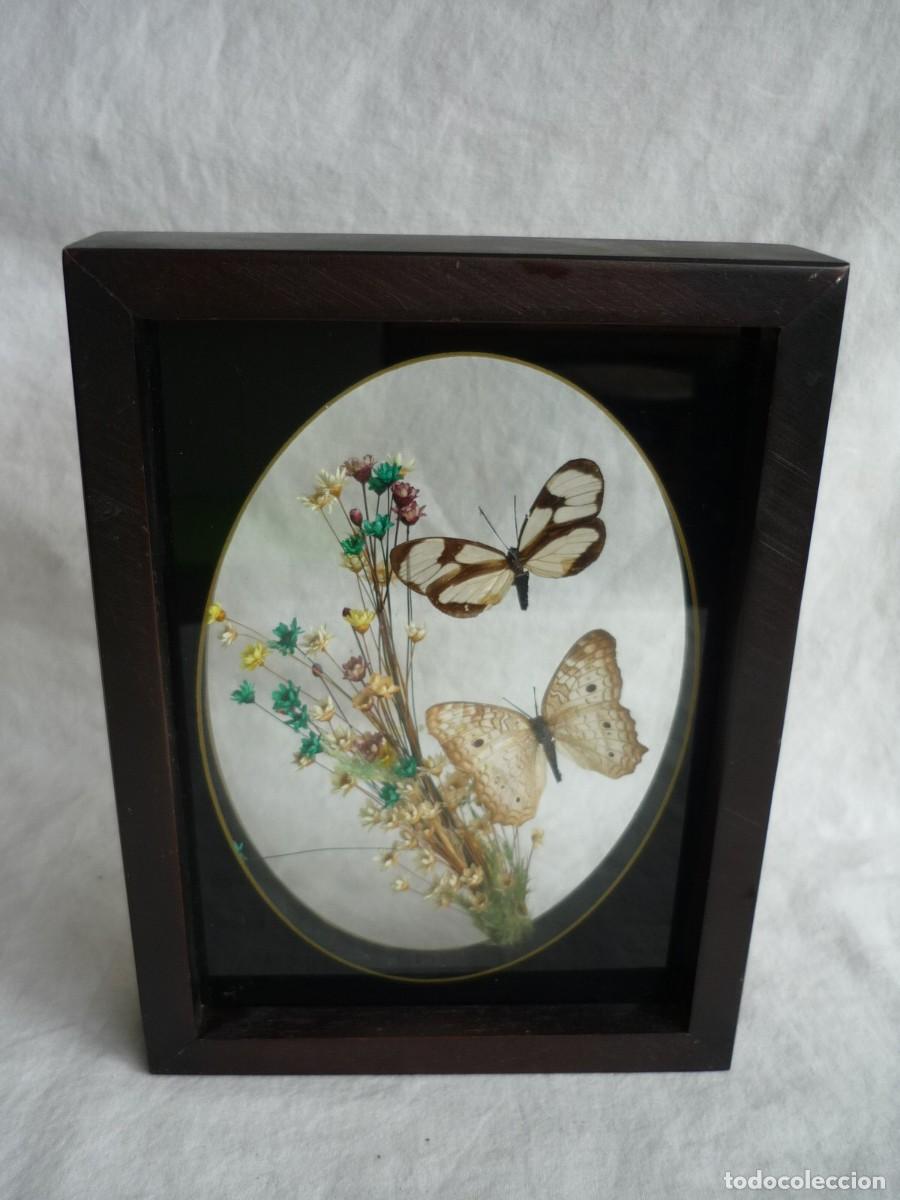 Vintage: Cuadro de mariposas y flores secas de Brasil - Foto 5