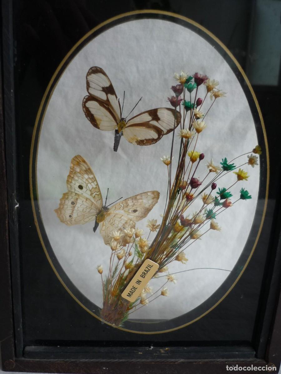 Vintage: Cuadro de mariposas y flores secas de Brasil - Foto 7