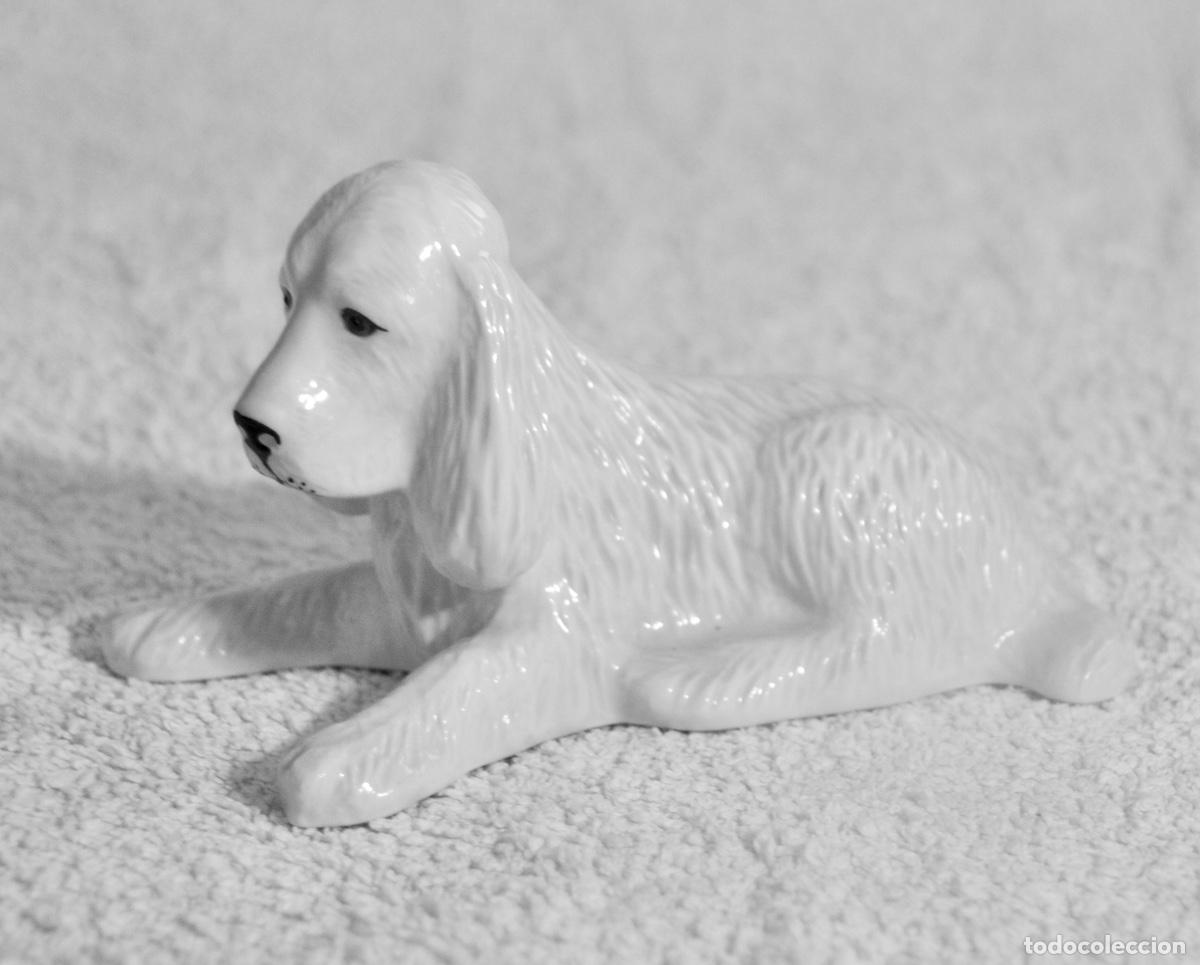 Vintage: Cocker Donegal China Irish Parian en blanco