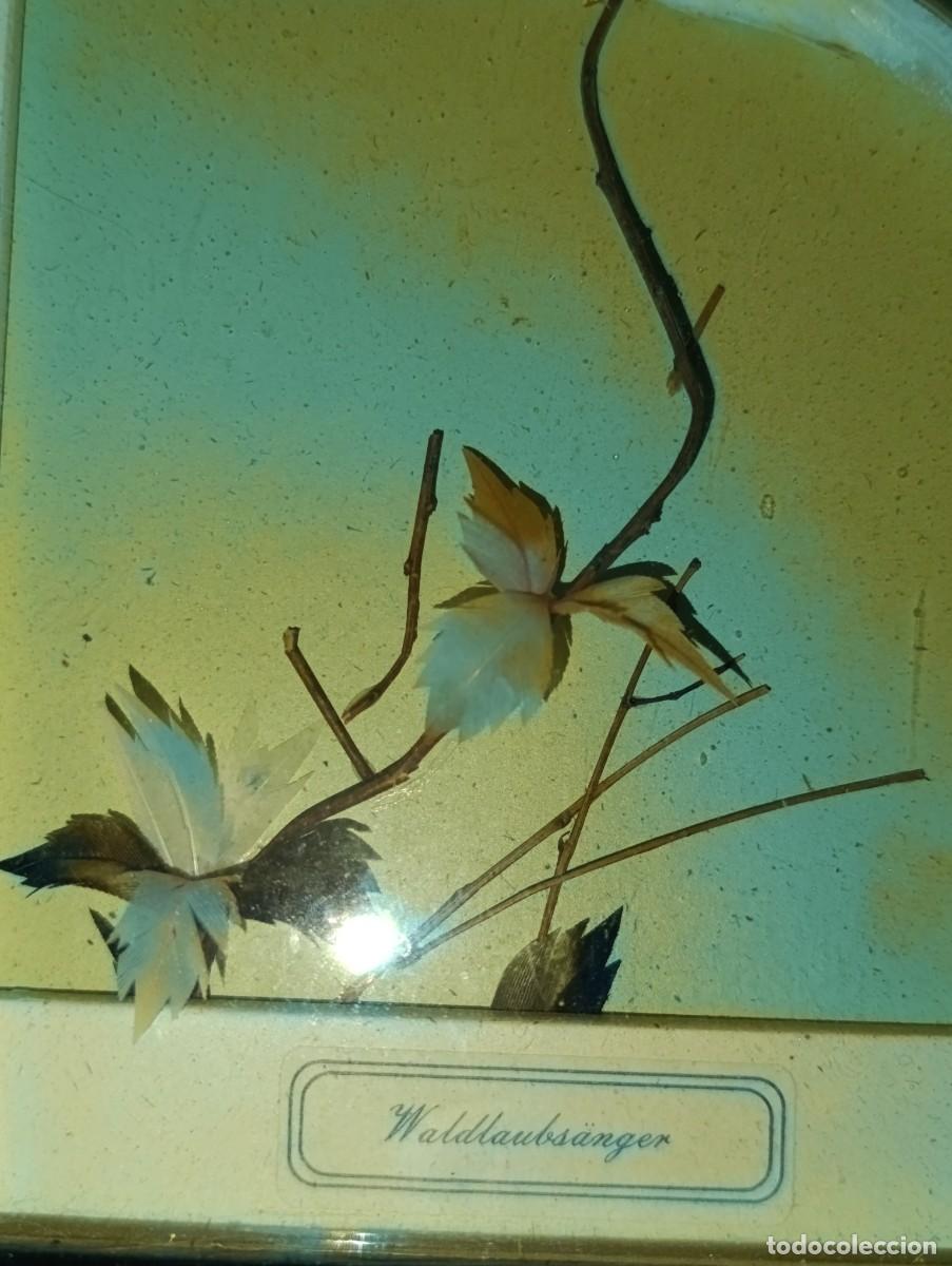 Vintage: Cuadro con pajaro Reinita de madera - Foto 3