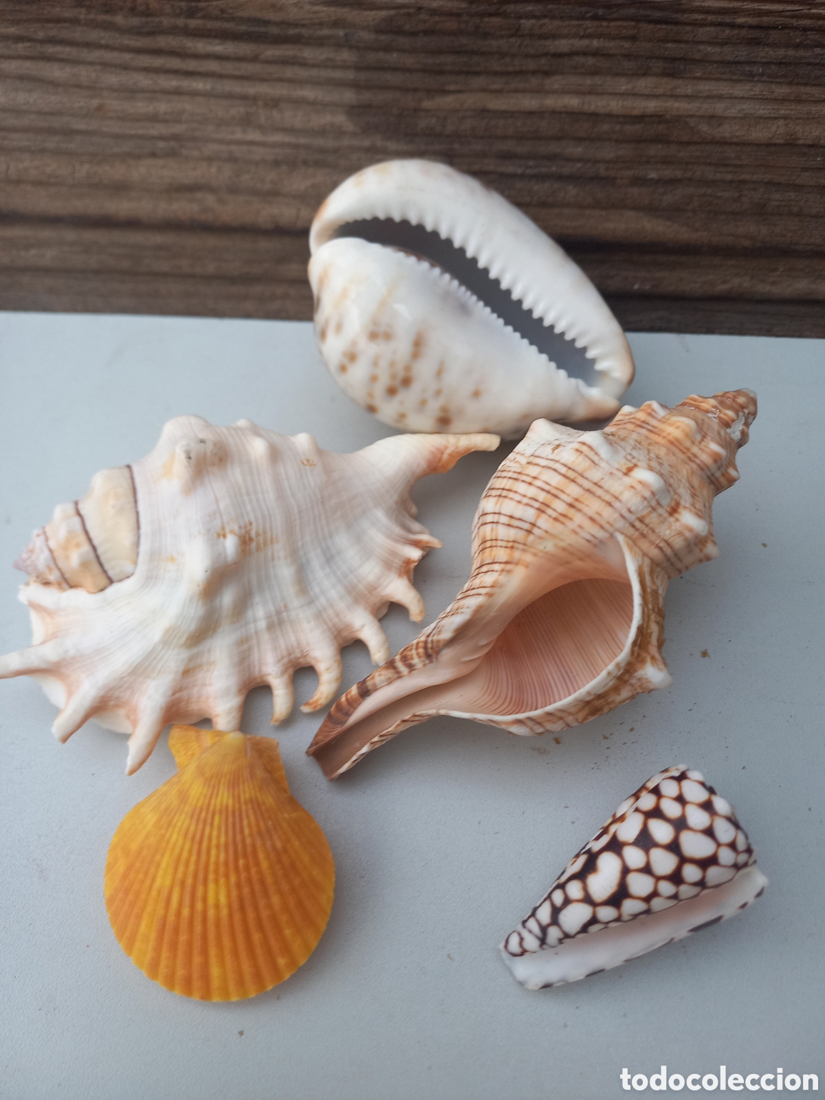 Vintage: Lote de conchas marinas Tectus Pir&aacute;mide ?? - Foto 2
