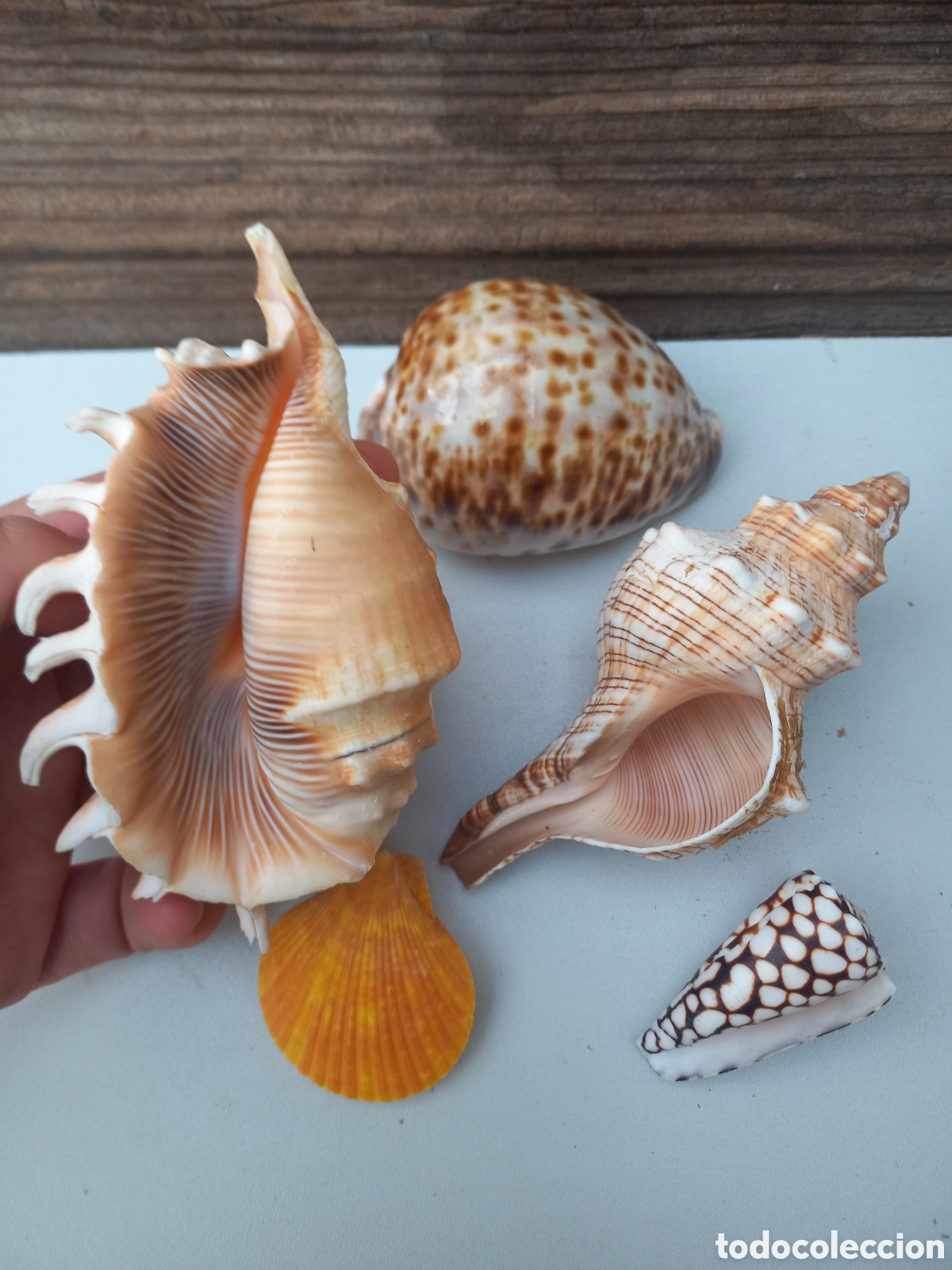 Vintage: Lote de conchas marinas Tectus Pir&aacute;mide ?? - Foto 3