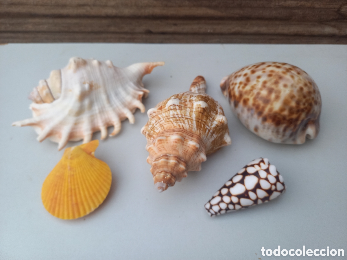 Vintage: Lote de conchas marinas Tectus Pir&aacute;mide ?? - Foto 1