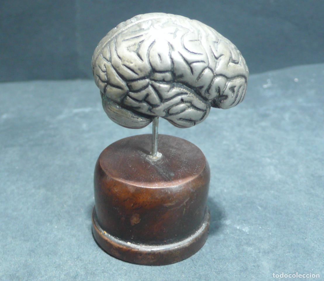 Vintage: PEQUE&Ntilde;A ANATOMIA D CEREBRO - Foto 3