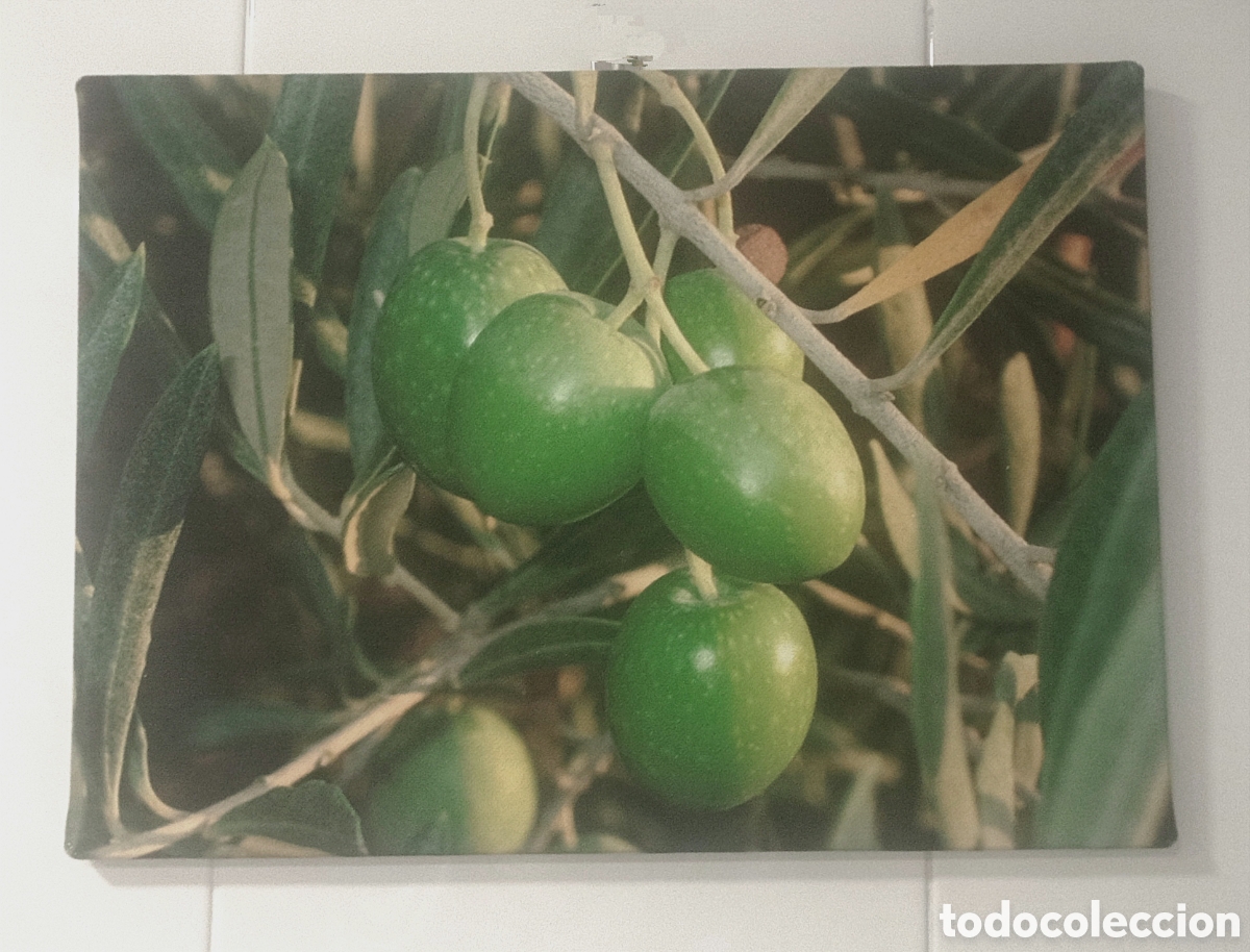 Vintage: Cuadro cartel ACEITUNAS - Foto 1