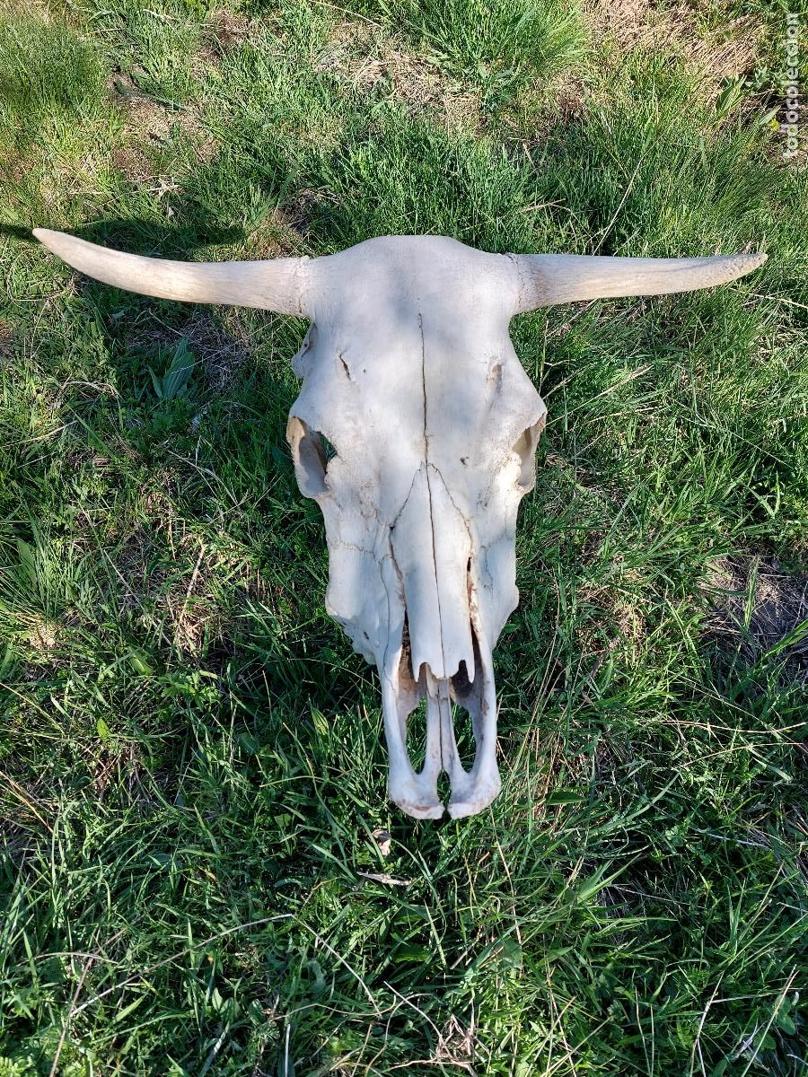 Vintage: ANTIGUO CRANEO / CALAVERA DE VACA - GENUINA