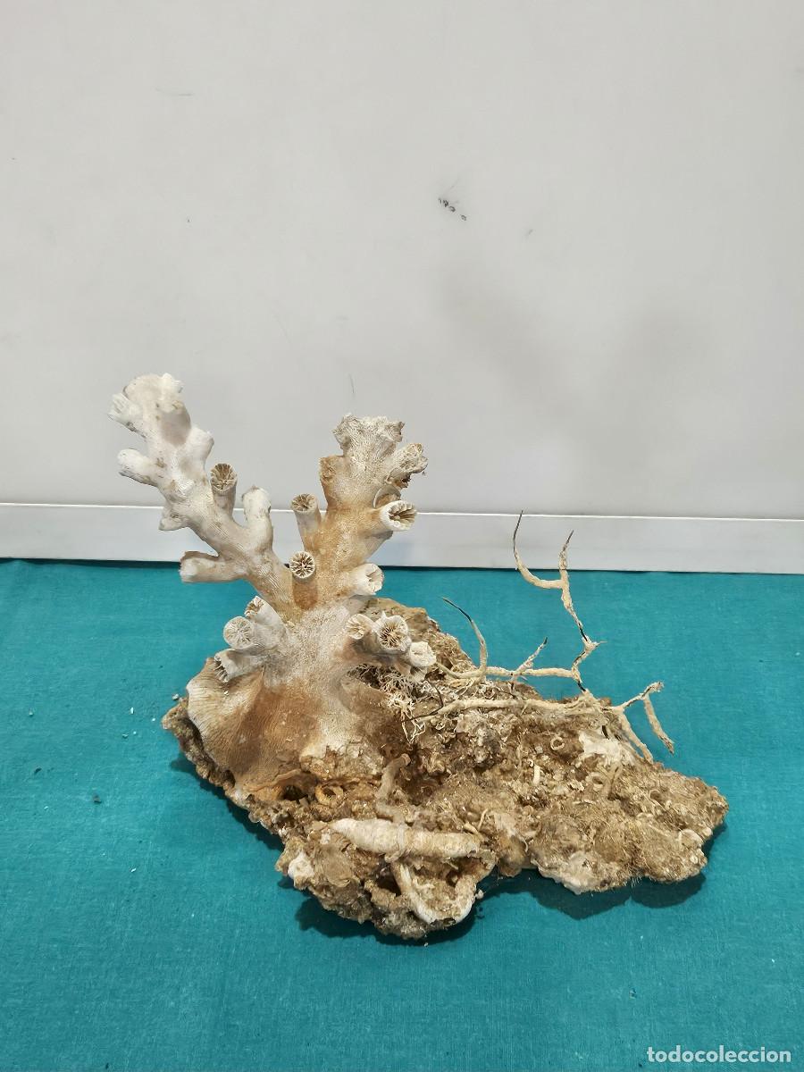 Vintage: piezas de coral orieginal - Foto 1