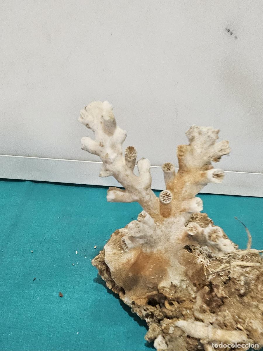 Vintage: piezas de coral orieginal - Foto 2
