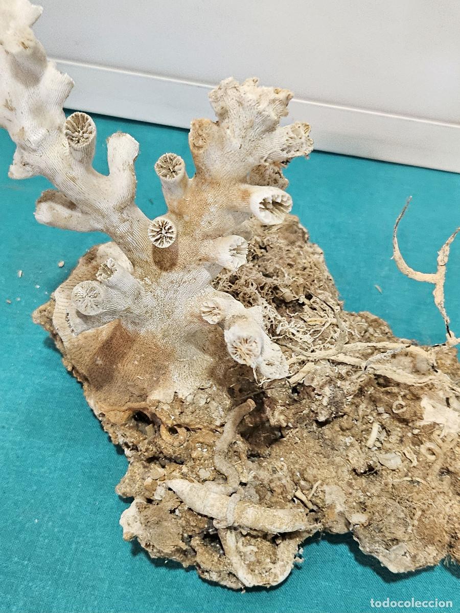Vintage: piezas de coral orieginal - Foto 4