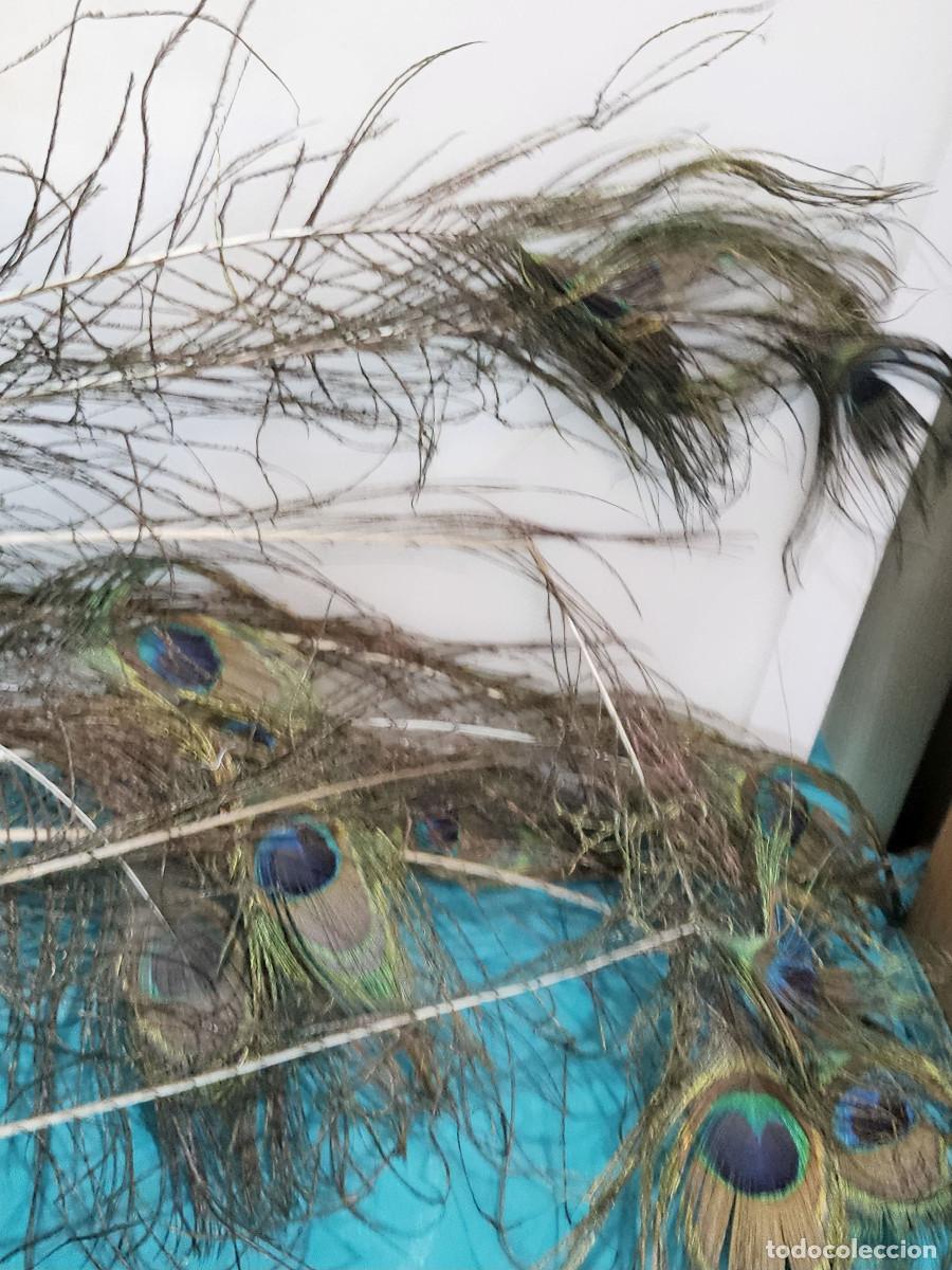Vintage: plumas de pavo real original - Foto 3
