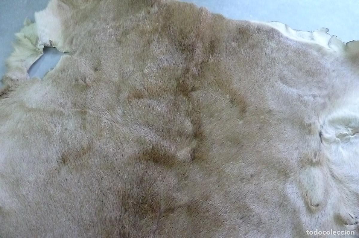 Vintage: Alfombra piel de ciervo - Foto 3