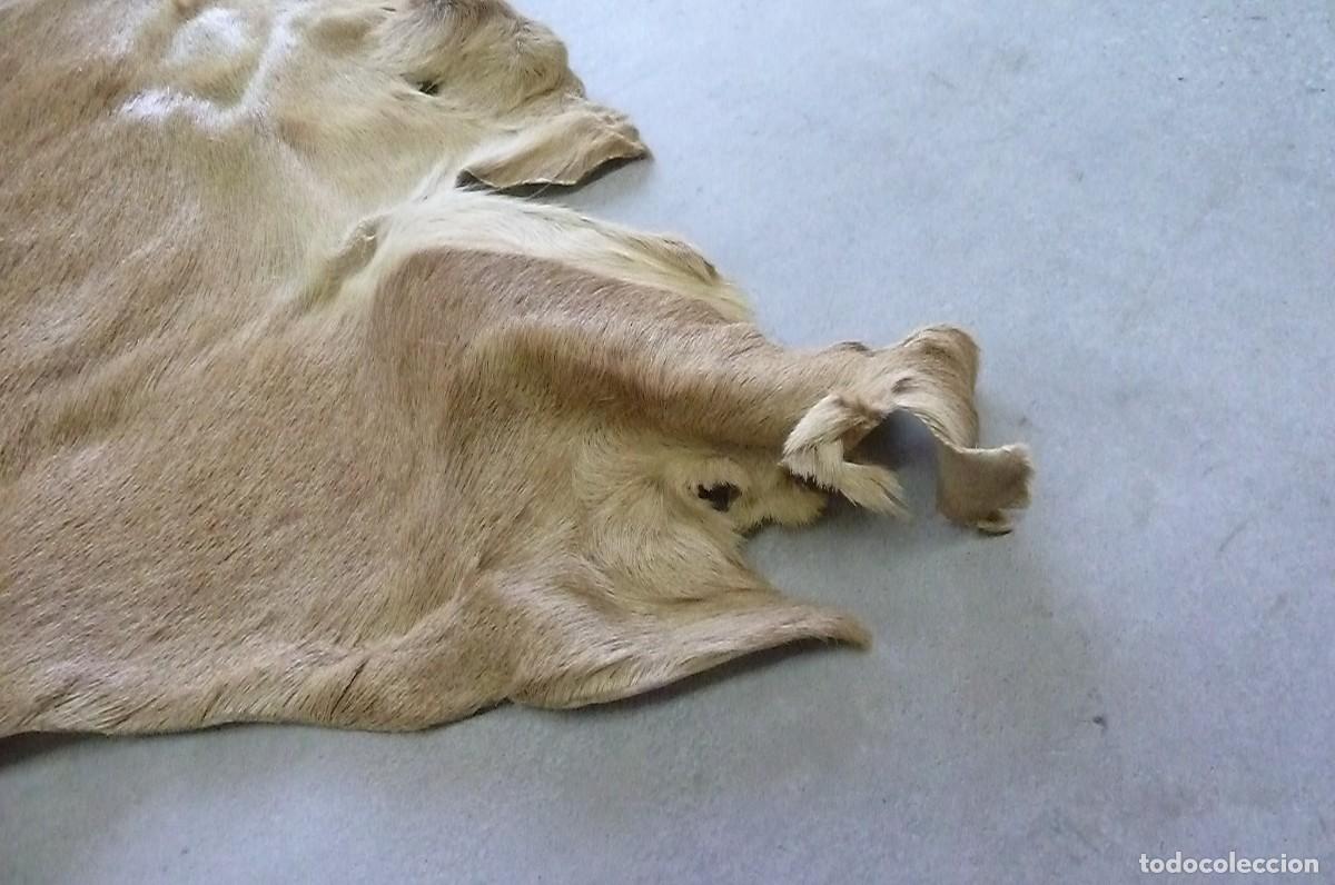 Vintage: Alfombra piel de ciervo - Foto 4
