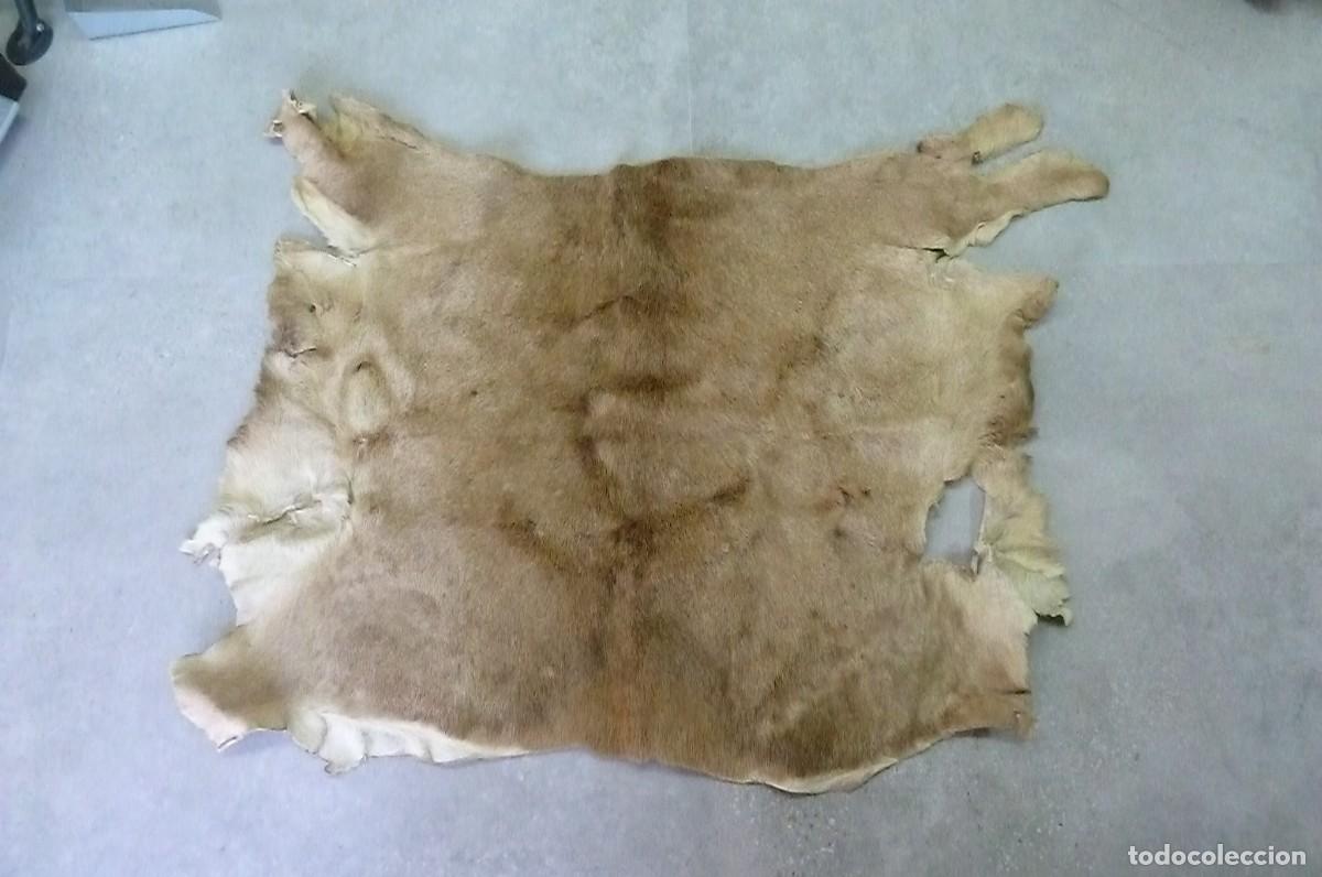 Vintage: Alfombra piel de ciervo - Foto 7