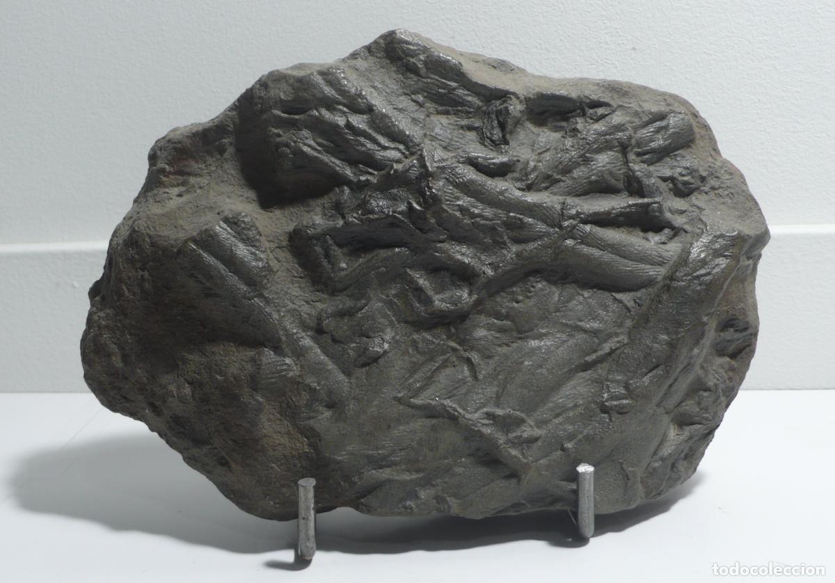 Vintage: DOS PIEDRAS FOCILES DE RAMAS - Foto 6