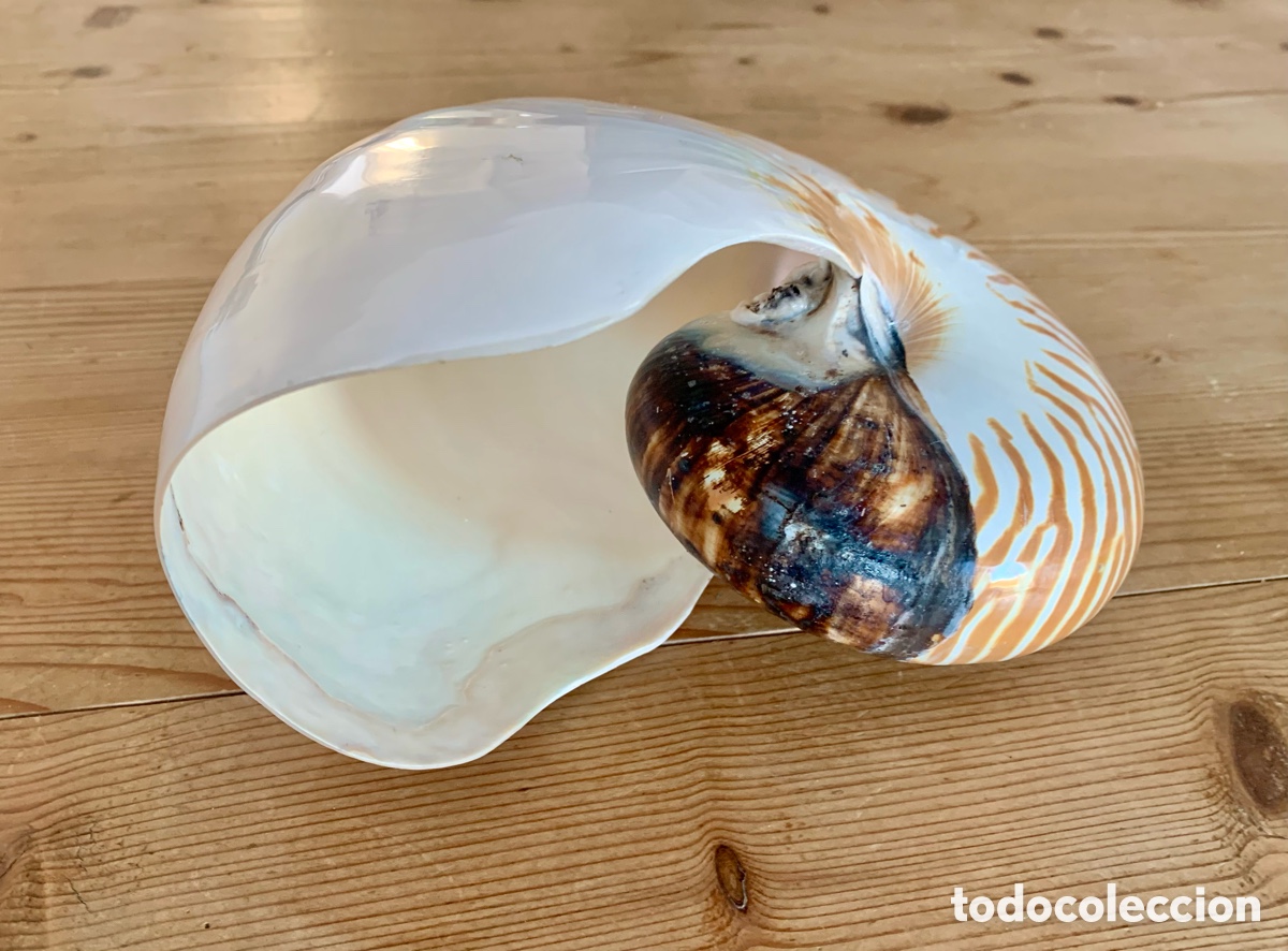 Vintage: Nautilus nacar tigre - Foto 2