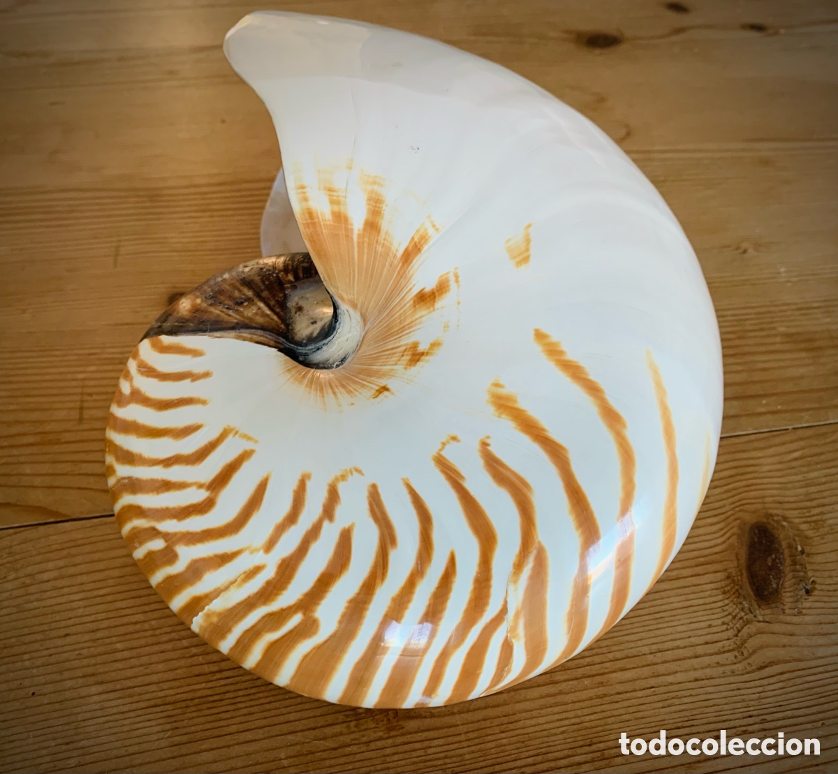 Vintage: Nautilus nacar tigre - Foto 3