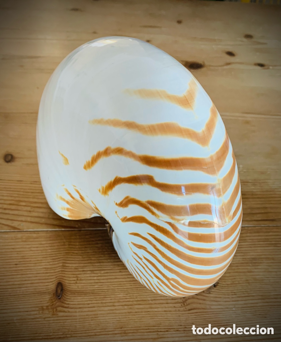 Vintage: Nautilus nacar tigre - Foto 4