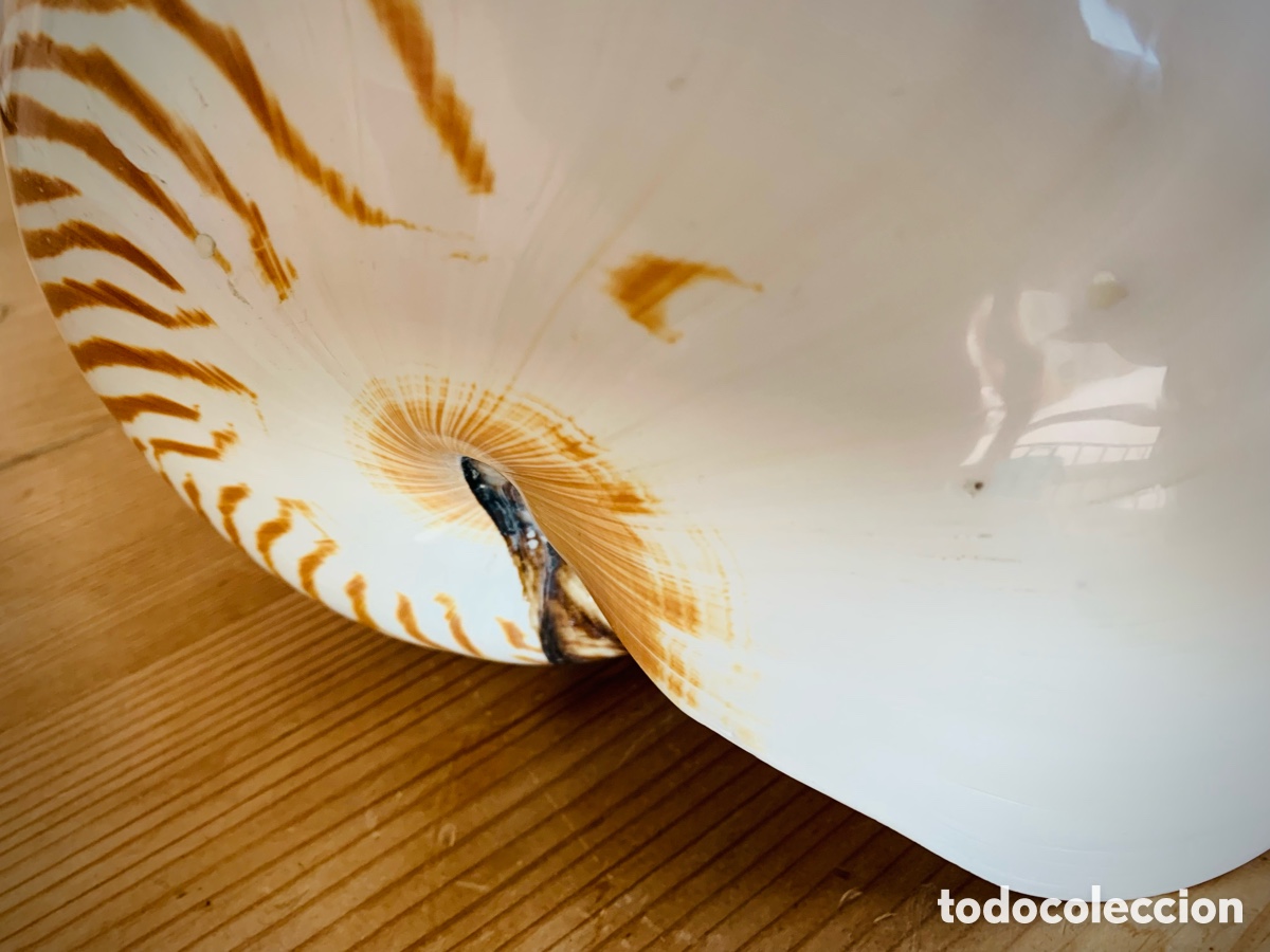 Vintage: Nautilus nacar tigre - Foto 6