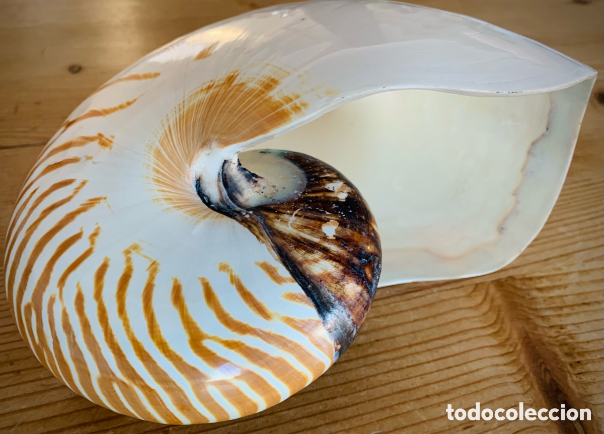 Vintage: Nautilus nacar tigre - Foto 7
