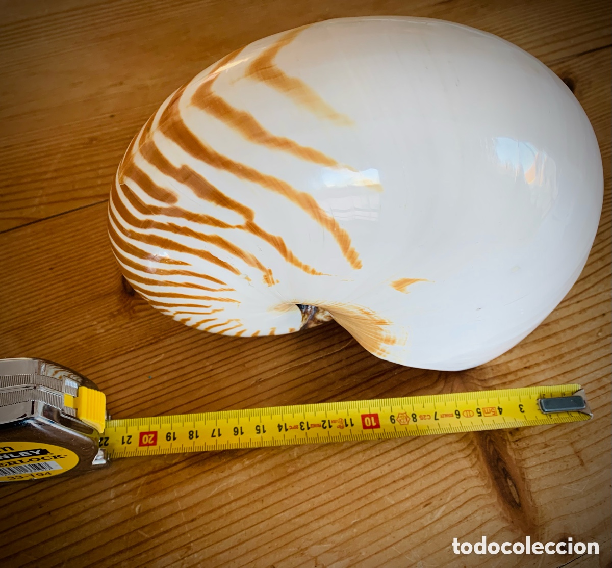 Vintage: Nautilus nacar tigre - Foto 8