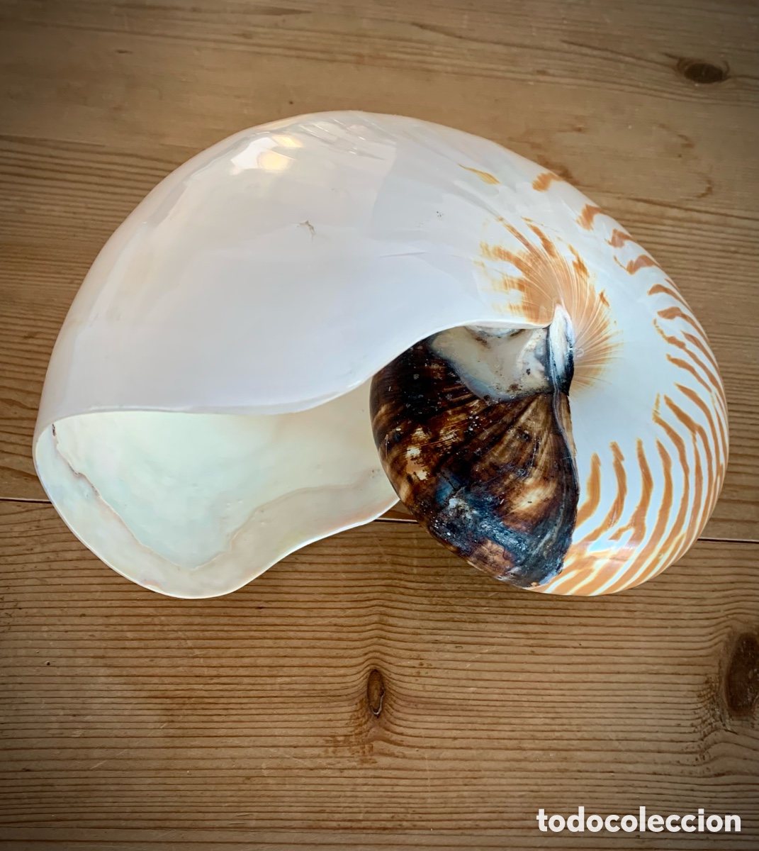 Vintage: Nautilus nacar tigre - Foto 1