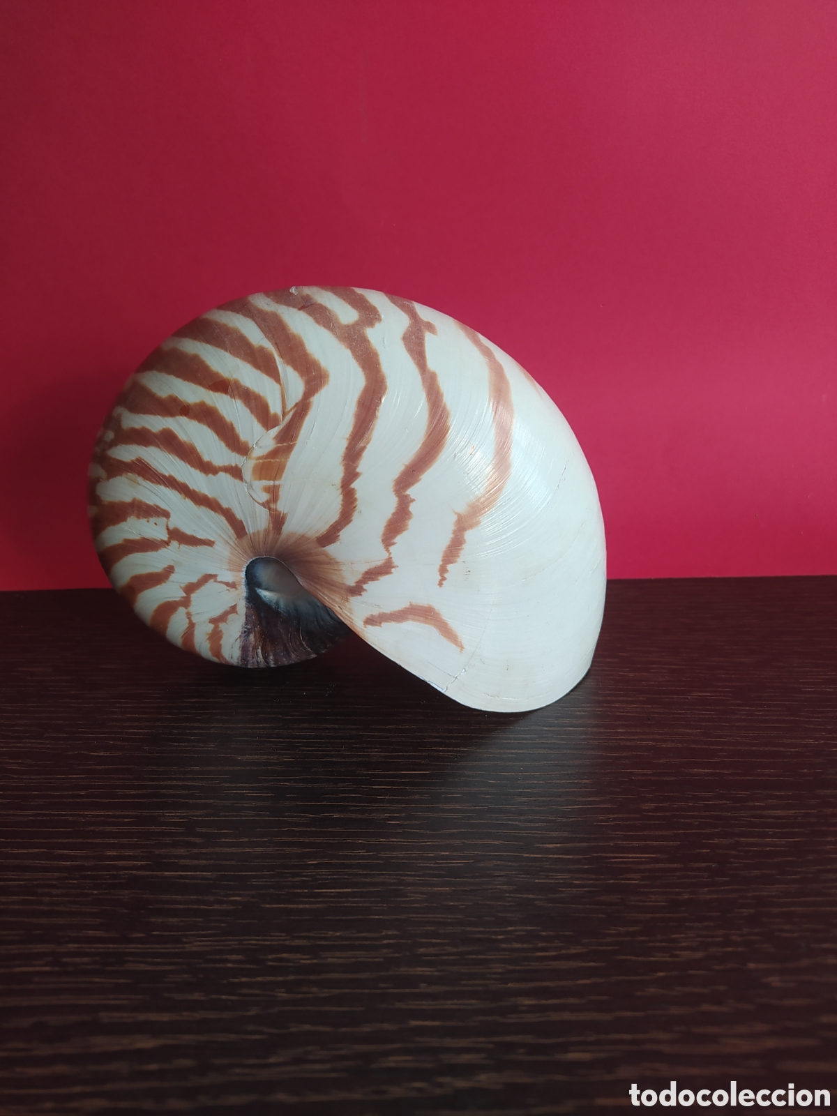 Vintage: Concha Marina Nautilus - Foto 2