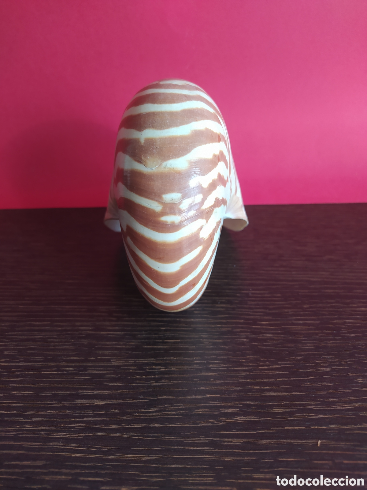 Vintage: Concha Marina Nautilus - Foto 3